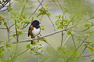 Images Dated 12th May 2011: Spotted Towhee - male - Spring