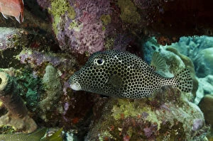 Images Dated 11th November 2011: Spotted Trunkfish (Lactophrys bicaudalis)