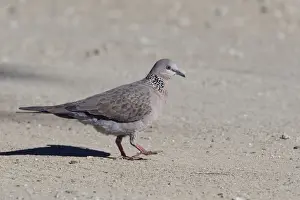 Doves Prints: Spotted Turtle-Dove / Spotted Dove - in Olive Pink Botanic Gardens