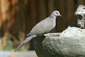 Spotted Turtledove Suburban Hobart, Tasmania, Australia