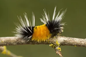 Tussock Gallery: Spotted tussock moth caterpillar, Lophocampa