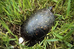 Spotted Tutrle - female laying eggs