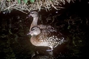 Images Dated 23rd February 2011: Spotted Whistling Duck - pair