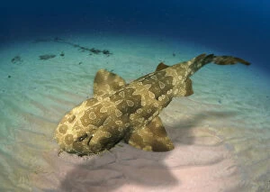 Undersea Gallery: Spotted wobbegong, Orectolobus maculatus swimming