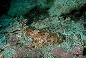Wobbygong Prints: Spotted Wobbygong - This beautiful shark once hunted for its skin is now targeted for its flesh