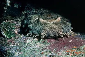 Spotted Wobbygong - Also called a Carpet shark because of the skin pattern. Mouth is well camouflaged. Seal Rocks, New South Wales. Australia WOB-007