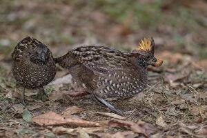 Spotted wood quail Odontophorus guttatus A small ground