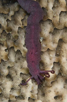Worm Gallery: Spotted Worm Sea Cucumber - on side of sponge