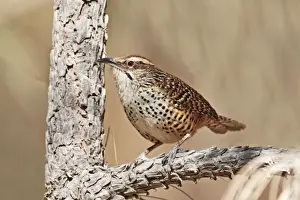 Wren Prints: Spotted Wren. Cerro de San Juan, Nayarit Mexico in March