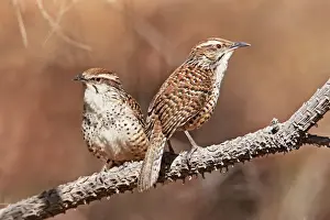 Spotted Wren. Cerro de San Juan, Nayarit Mexico in March