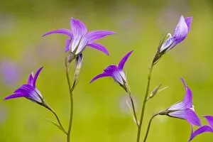 Spreading Bellflower - rare plant in UK