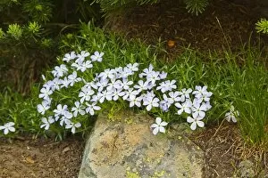 Images Dated 7th July 2008: Spreading Phlox - Polemoniaceae family