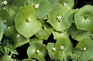 Images Dated 1st July 2008: Spring Beauty