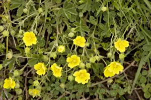 Cinquefoils Prints: Spring cinquefoil (Potentilla neumanniana = P. tabernaemontani); rare in south England