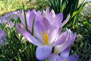 Spring Crocus - purple flowers