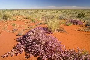 spring desert - brightly pink coloured flowers growing on a red dune in the desert in spring