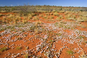 Images Dated 4th August 2008: Spring desert - fully abloom Silvertails in red desert in early spring - Western Australia