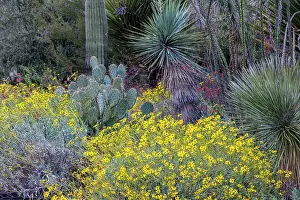 Museum Prints: Spring floral desert gardens at the Arizona Sonoran Desert Museum in Tucson