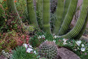 Spring floral desert gardens at the Arizona Sonoran Desert Museum in Tucson, Arizona, USA Date: 08-03-2021