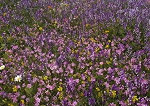 Images Dated 1st April 2005: Spring flower display. Mani peninsula, Peloponnese: Silene colorata (pale pink)