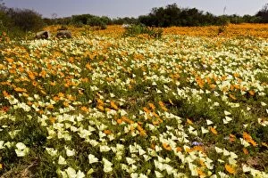 Spring Flowers. Skilpad Nature Reserve, Namaqua