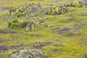 Seaons Prints: Spring Flowers after Winter Rains Extramadura, Spain PL001263