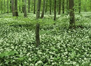 Images Dated 8th March 2007: Spring forest with mass population of blooming bear's garlic Baden-Wuerttemberg, Germany
