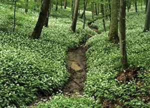 Images Dated 8th March 2007: Spring forest with mass population of blooming bear's garlic and brook Baden-Wuerttemberg, Germany