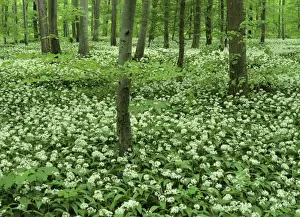 Medicine Prints: Spring forest with mass population of blooming bear's garlic Baden-Wuerttemberg