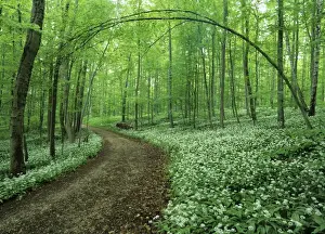 Spring forest with mass population of blooming bear's garlic and foot path Baden-Wuerttemberg, Germany snh060092 SAI