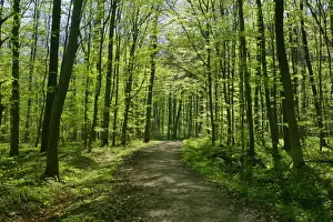 Footpaths Prints: Spring forest with path leading through freshly sprouted deciduous forest Baden-Wuerttemberg