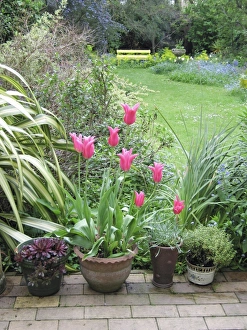 Images Dated 7th May 2006: Spring garden Jaqueline pink tulips