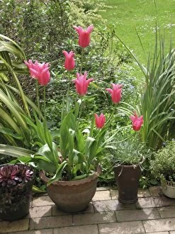 Images Dated 7th May 2006: Spring garden Jaqueline pink tulips in pot