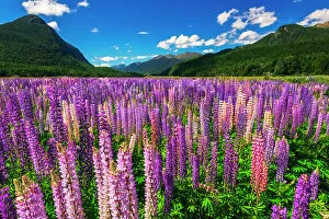 Floral Gallery: Spring lupine in Eglinton Valley, Fiordland National