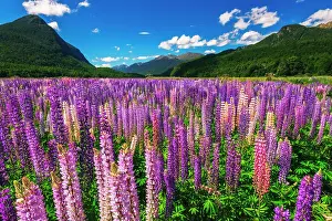 Pacific Prints: Spring lupine in Eglinton Valley