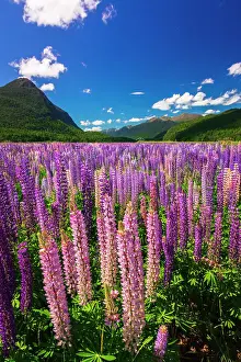 Spring lupine in Eglinton Valley, Fiordland National Park, South Island, New Zealand Date: 01-07-2021