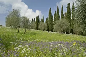 Spice Prints: Spring meadow with olive trees