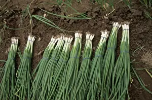 Spring Onion CK 3534 In Bunches © Chris Knights / ARDEA LONDON
