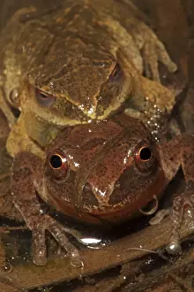 Spring Peepers (Pseudacris crucifer) - Pair in amplexus - New York - USA - Quite small chorus frog - Seldom seen - Emerges during the first rains of the year - Mating season from March to May - Emits a distinctive loud rising
