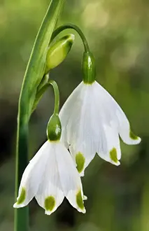 Spring Snowflake