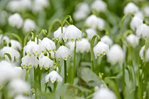 Snowflake Prints: Spring Snowflake dense population in forest Schwaebische Alb, Germany