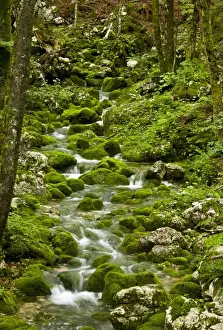 Spring - and source of stream with mossy boulders in old beech/sycamore woodland on limestone, Triglav National Park, Slovenia
