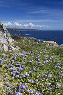 Spring Squill - Prussia Cove