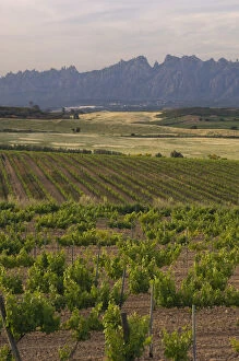 Spring time vineyards with Montserrat mountain