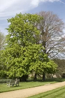 Spring Trees in garden - UK