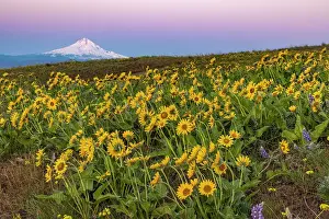 Gorge Prints: Spring wildflowers in full bloom on Dalles Mountain in Columbia Hills State Park near Lyle