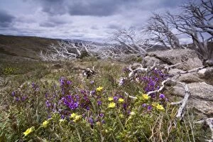 spring wildflowers - blooming alpine hovea and other spring wildflowers, together with windswept