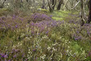 Gums Prints: spring wildflowers - flower mix of blooming Alpine Hovea and Bogong Daisy Bush around a Snow Gum - Bogong Highplains