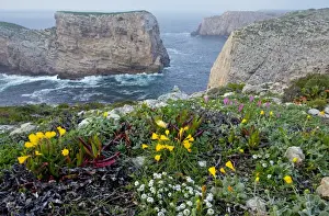 Floweriest Prints: Spring wildflowers including narcissi and mediterranean pink catchfly on Dolomite cliff-top