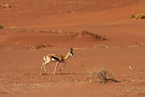 Springbok (Antidorcas marsupialis)